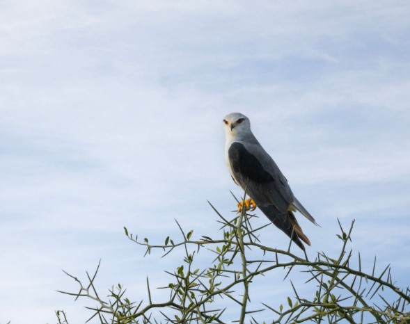Birdwatching in Tanzania showcasing diverse species in stunning natural landscapes