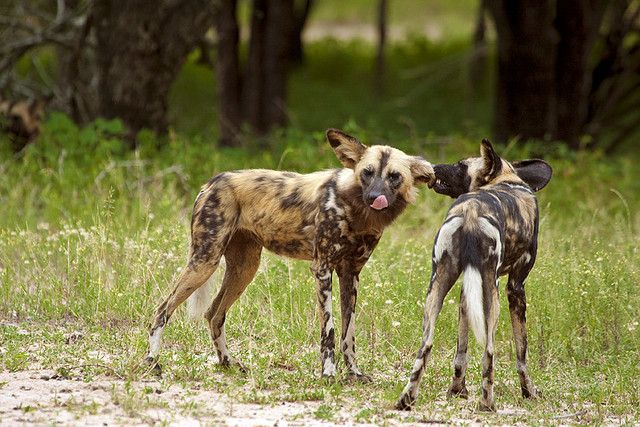  rare animals in Kenya