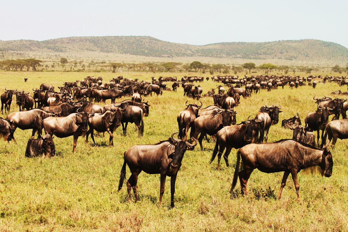 wildebeest migration in Kenya