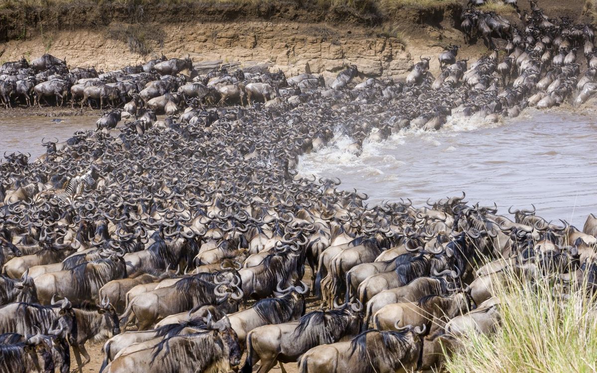 wildebeest migration in Kenya. Kenya safari all-inclusive package