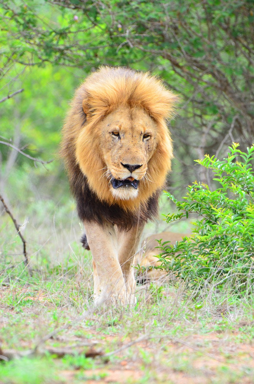 A pride of lions resting in the golden grasslands of Ruaha National Park, Tanzania.