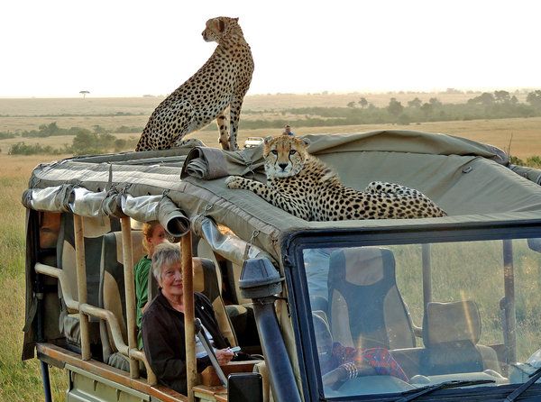 Wildlife in Kenya