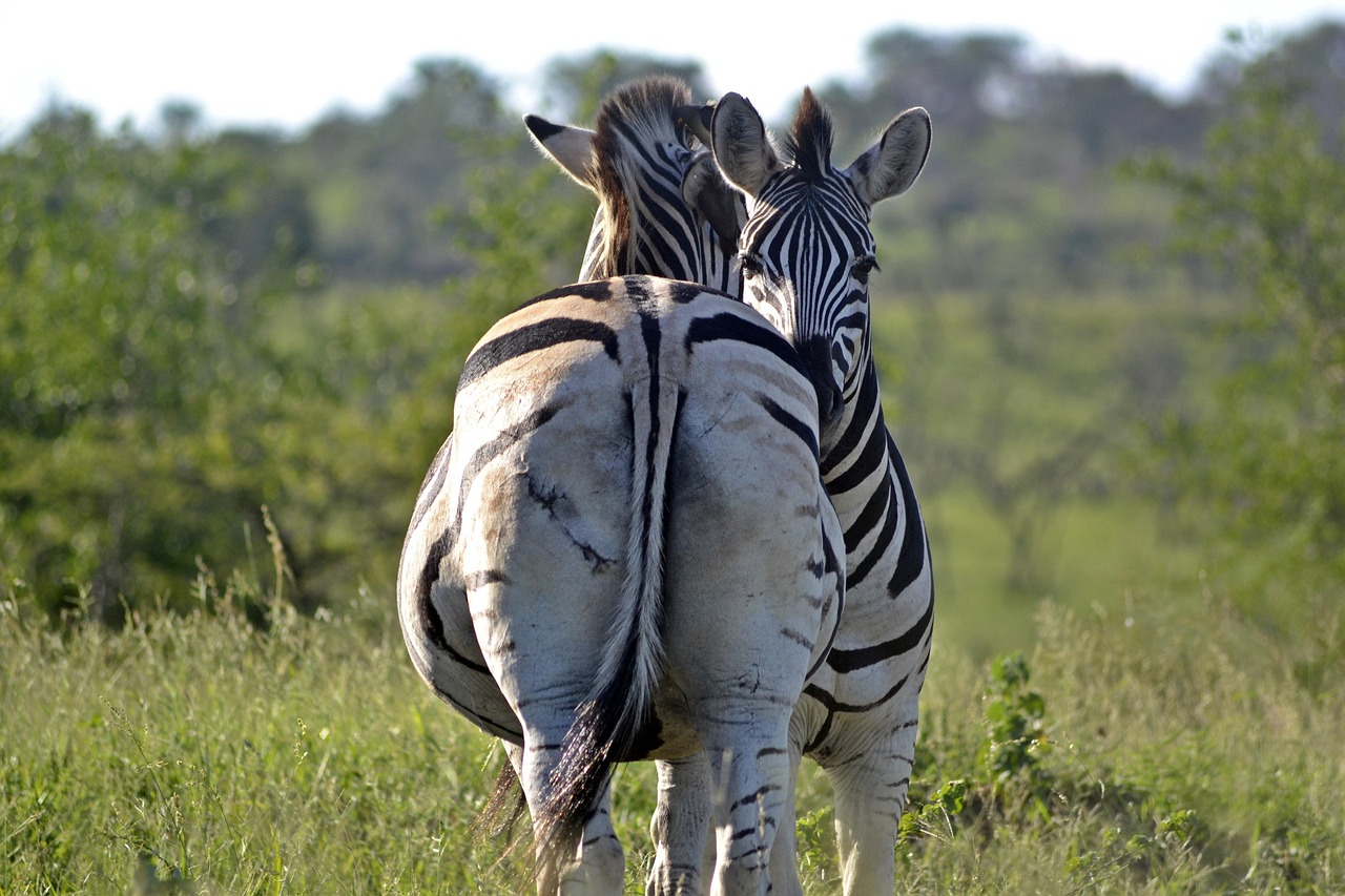 A group of zebras grazing peacefully on the savannah in Selous Game Reserve.