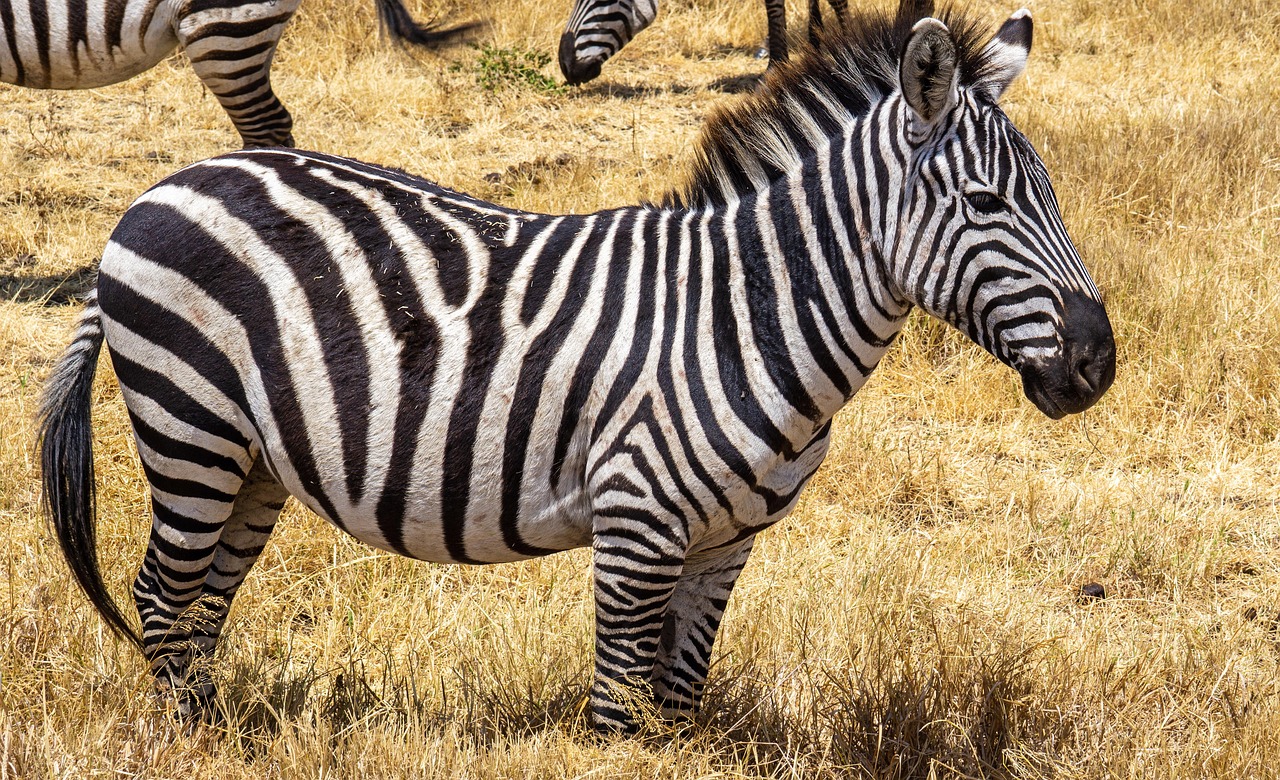 A group of zebras grazing on the open grasslands of Ngorongoro Crater with scenic hills in the background.