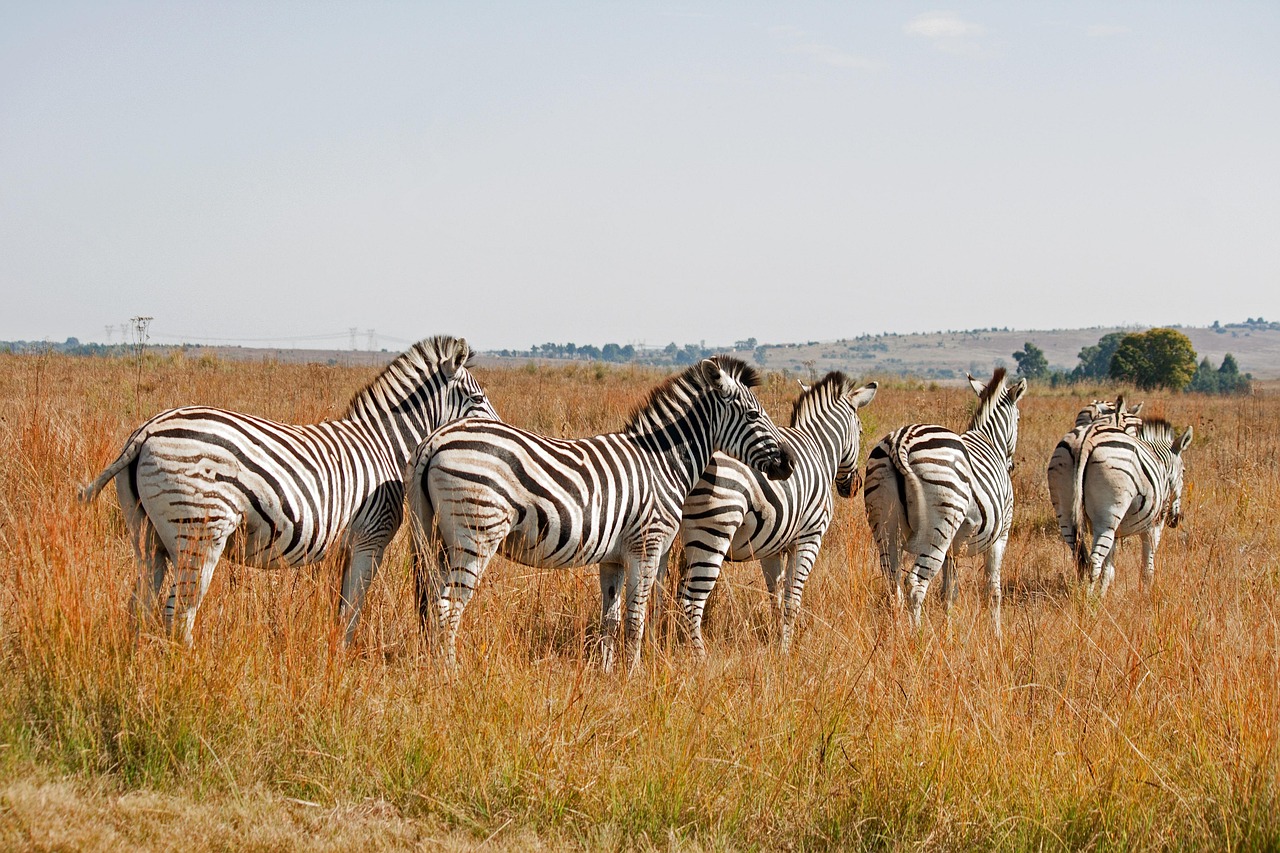 A zebra grazing in the African savannah with a backdrop of golden grass and distant trees.