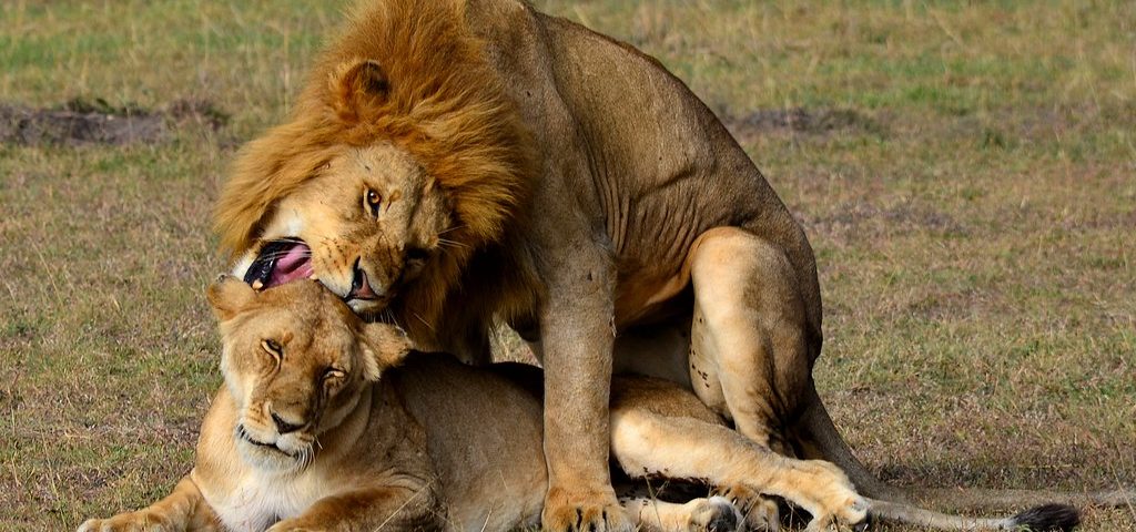 Maasai-Mara-National-Reserve