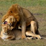 Maasai-Mara-National-Reserve
