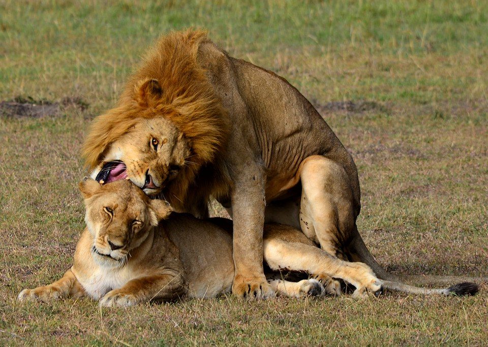 Maasai-Mara-National-Reserve