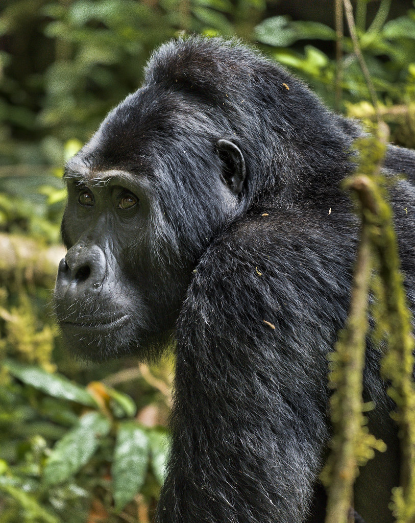 35434490453_f3e119390e_b