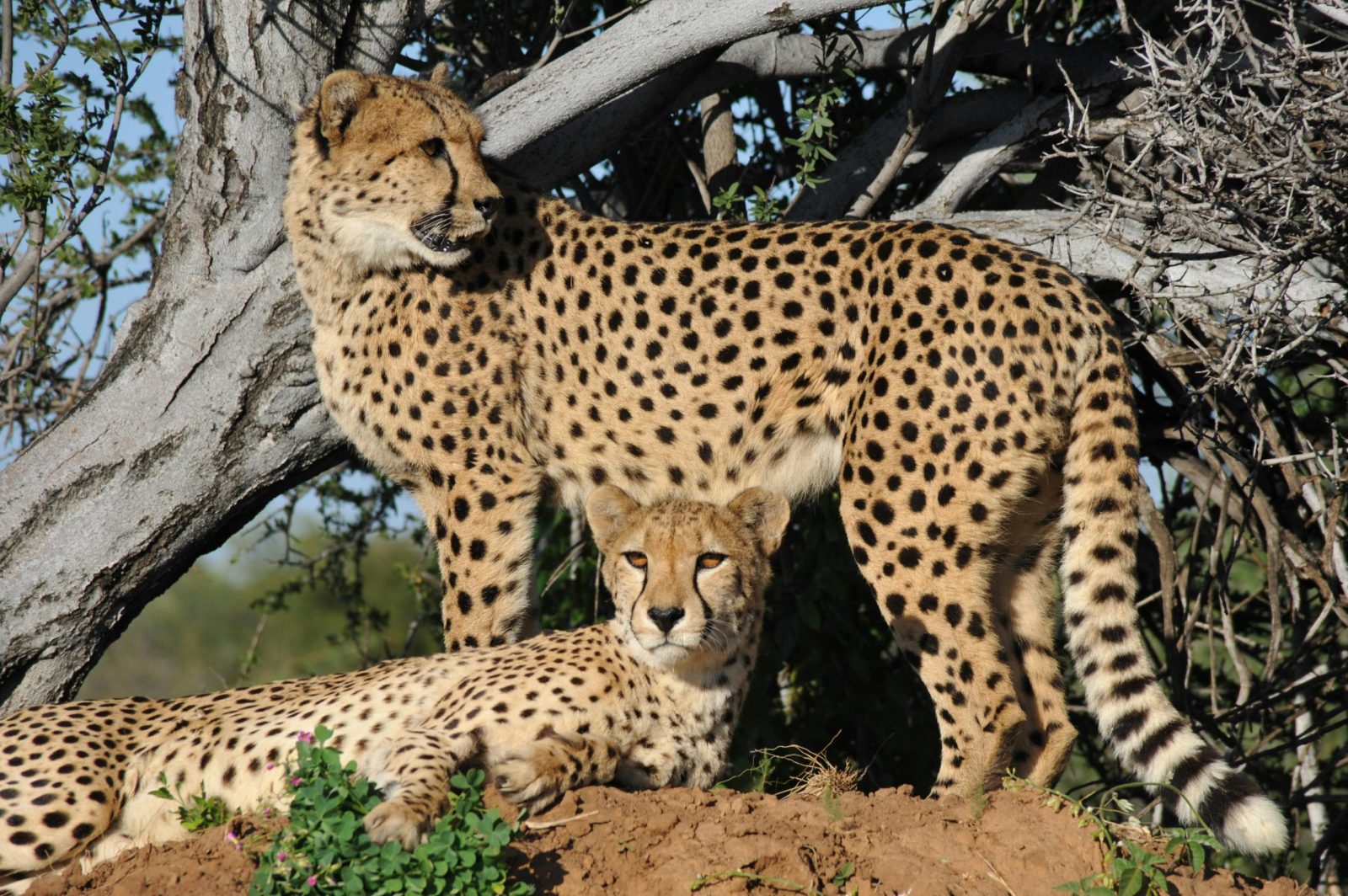 Cheetah in Uganda2