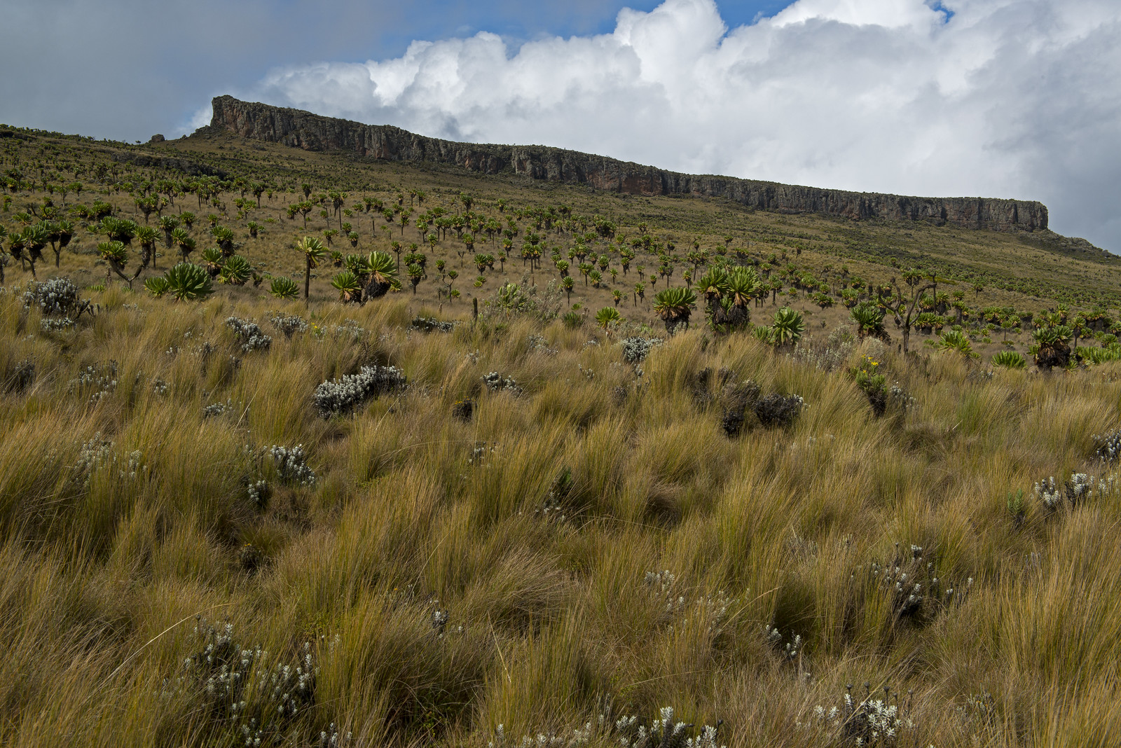 14001498317_5bda0e0a94_h