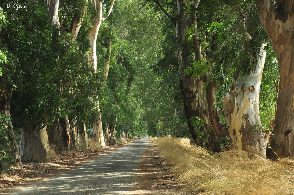 22102795125_a31c8012b9_b