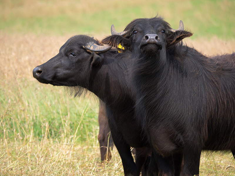 28288183016_546c5ff325_c