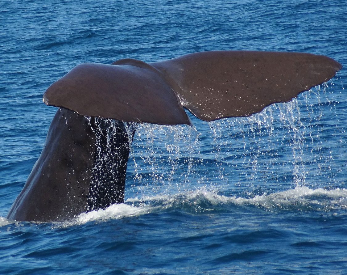 49962855418_8c757d0194_h