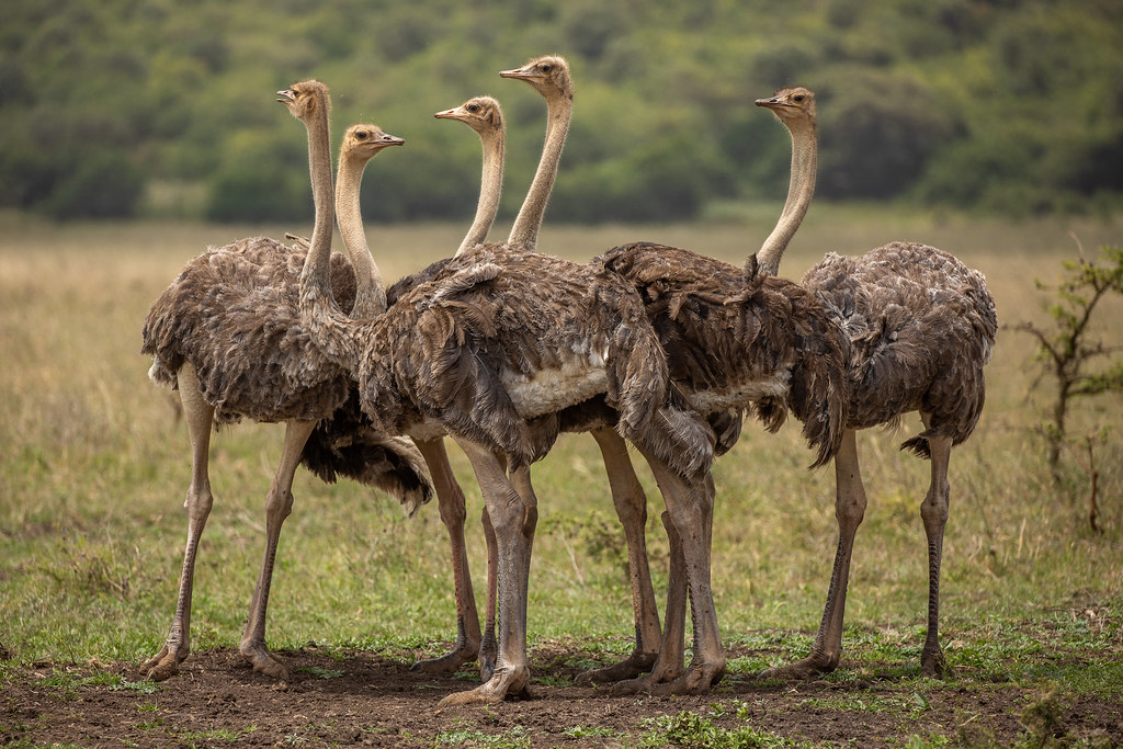 52001018107_289182af22_b