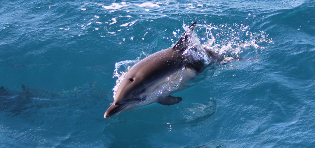 8585000372_2631f6d704_b