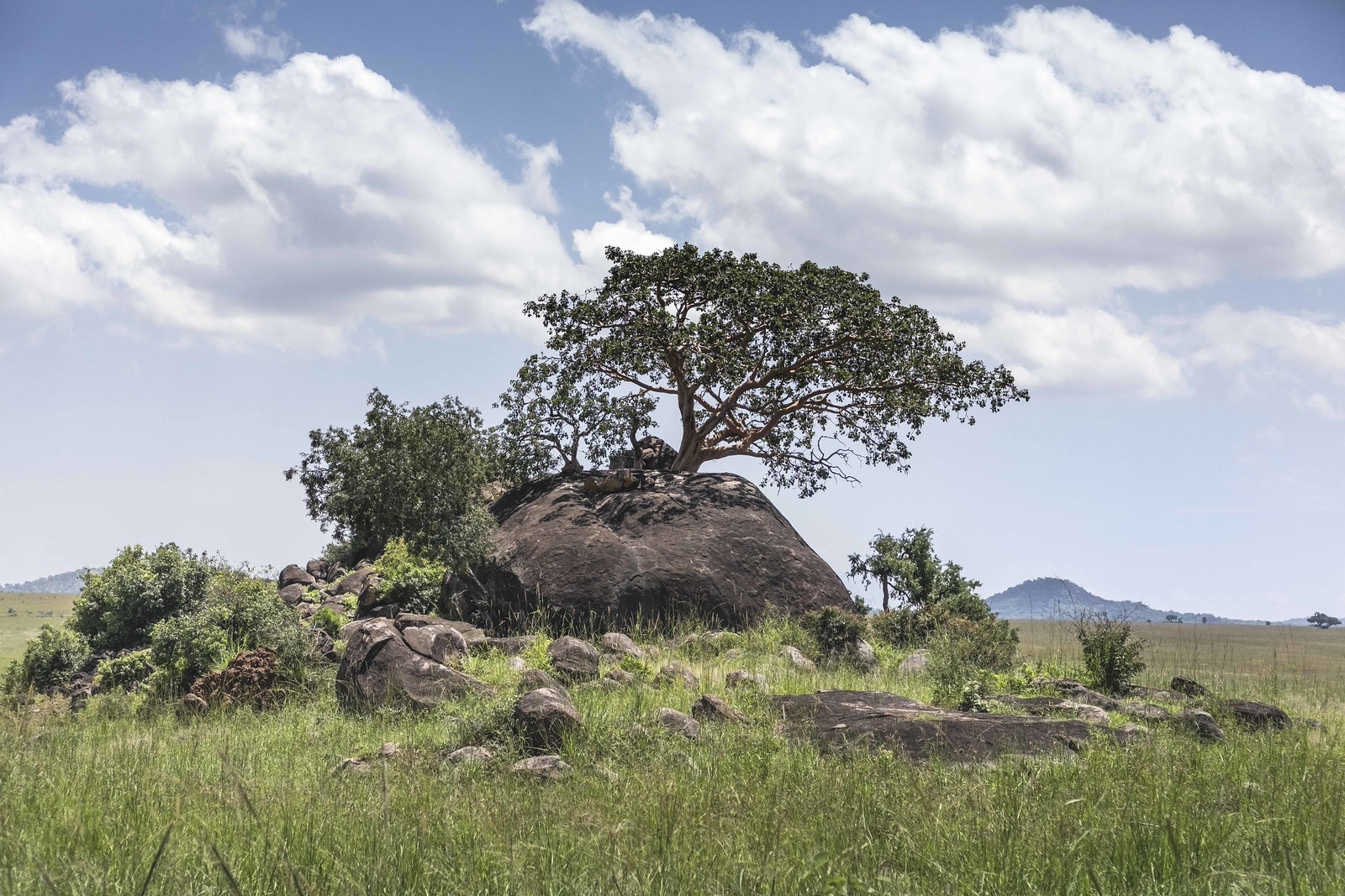 Wildlife Safari Packages for Solo Travelers in Kidepo Valley National Park
