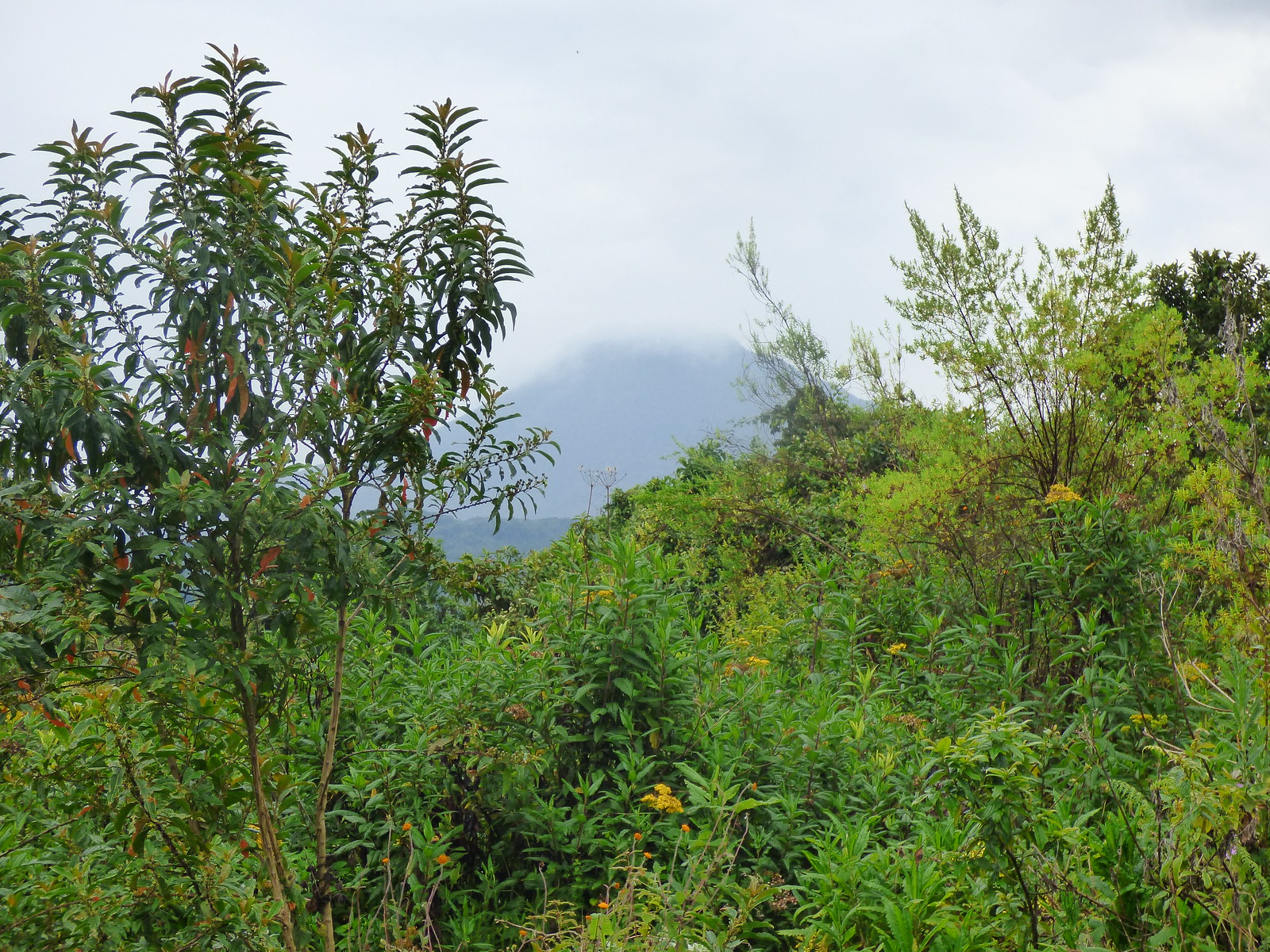 MGAHINGA VEGETATION78