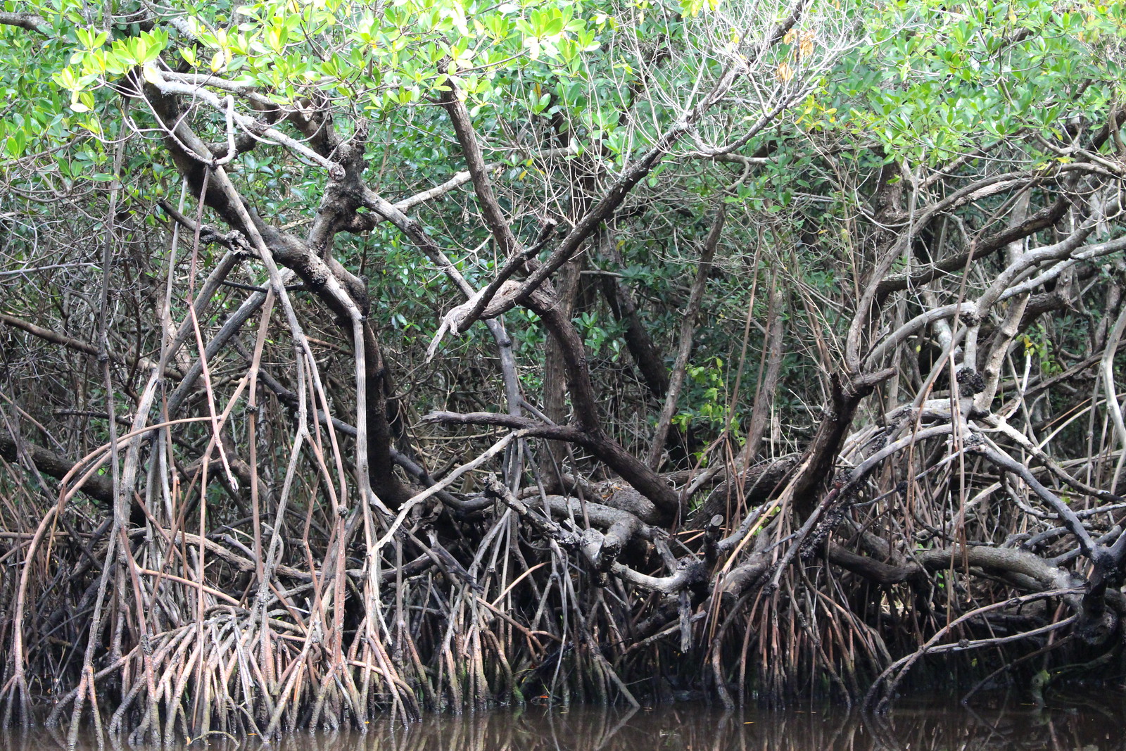 Mangroves National Park2