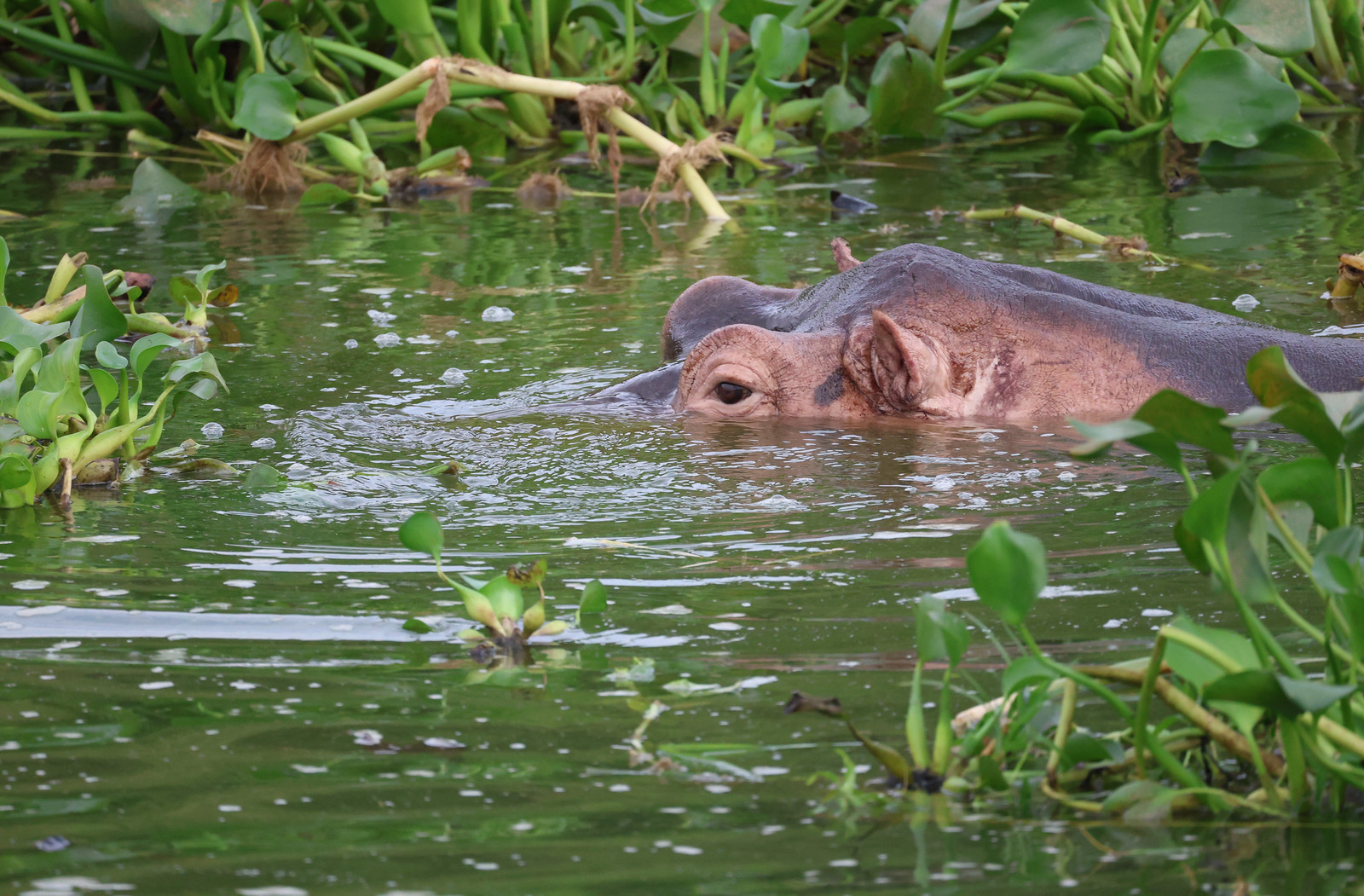 Queen Elizabeth National Park4