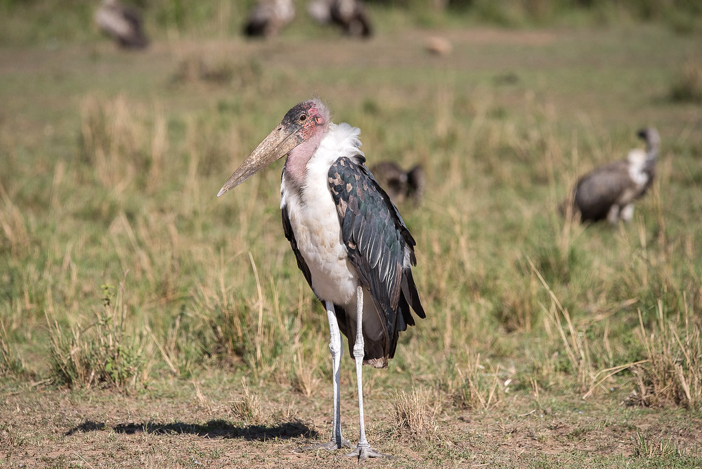 birding safaris