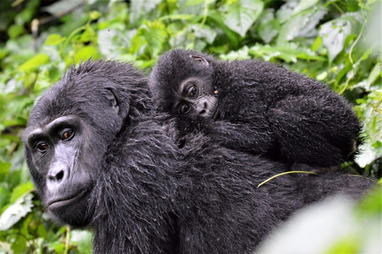 What a Gorilla Permit Does Not Include