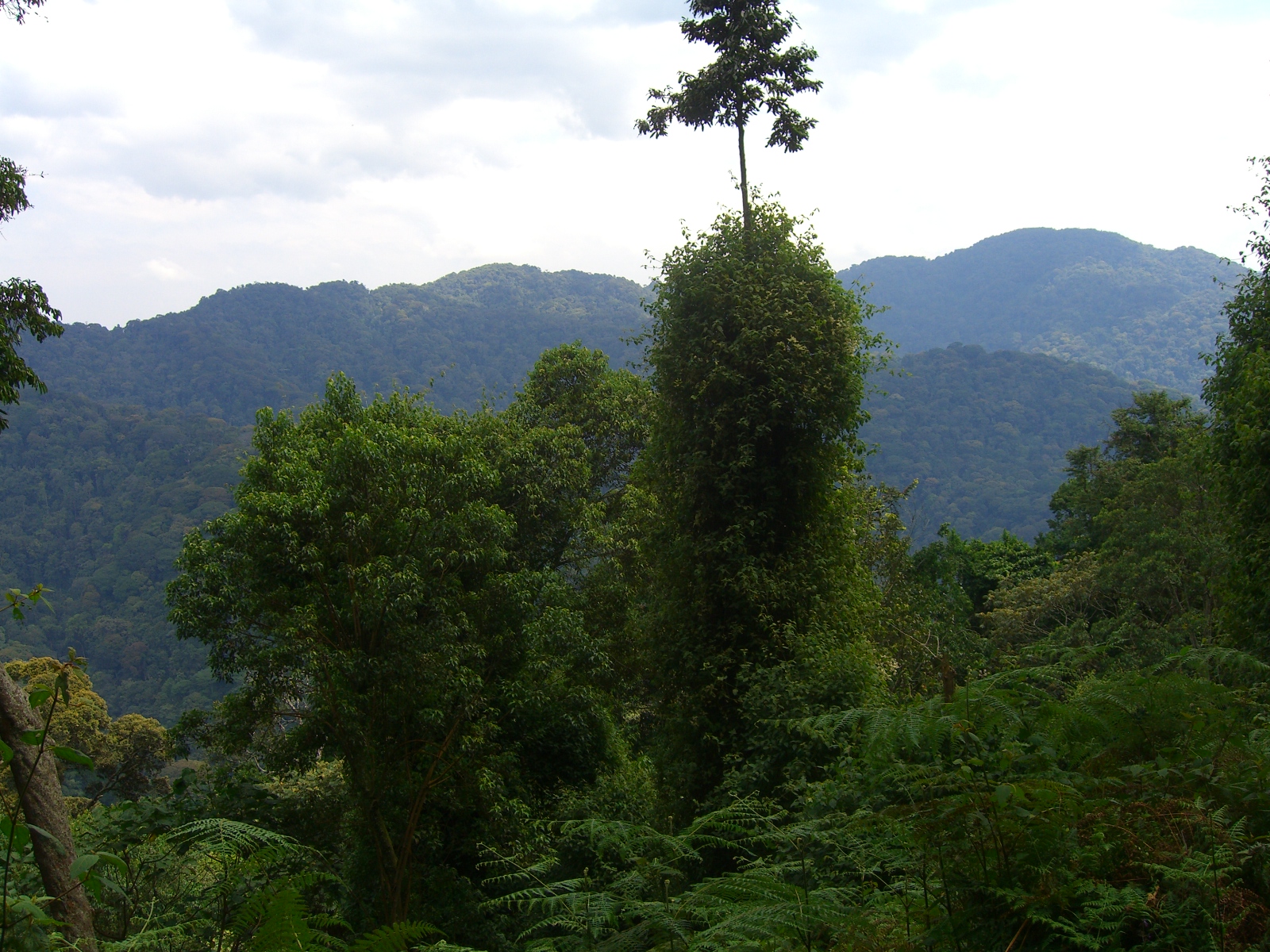 Forest Bathing in Nyungwe
