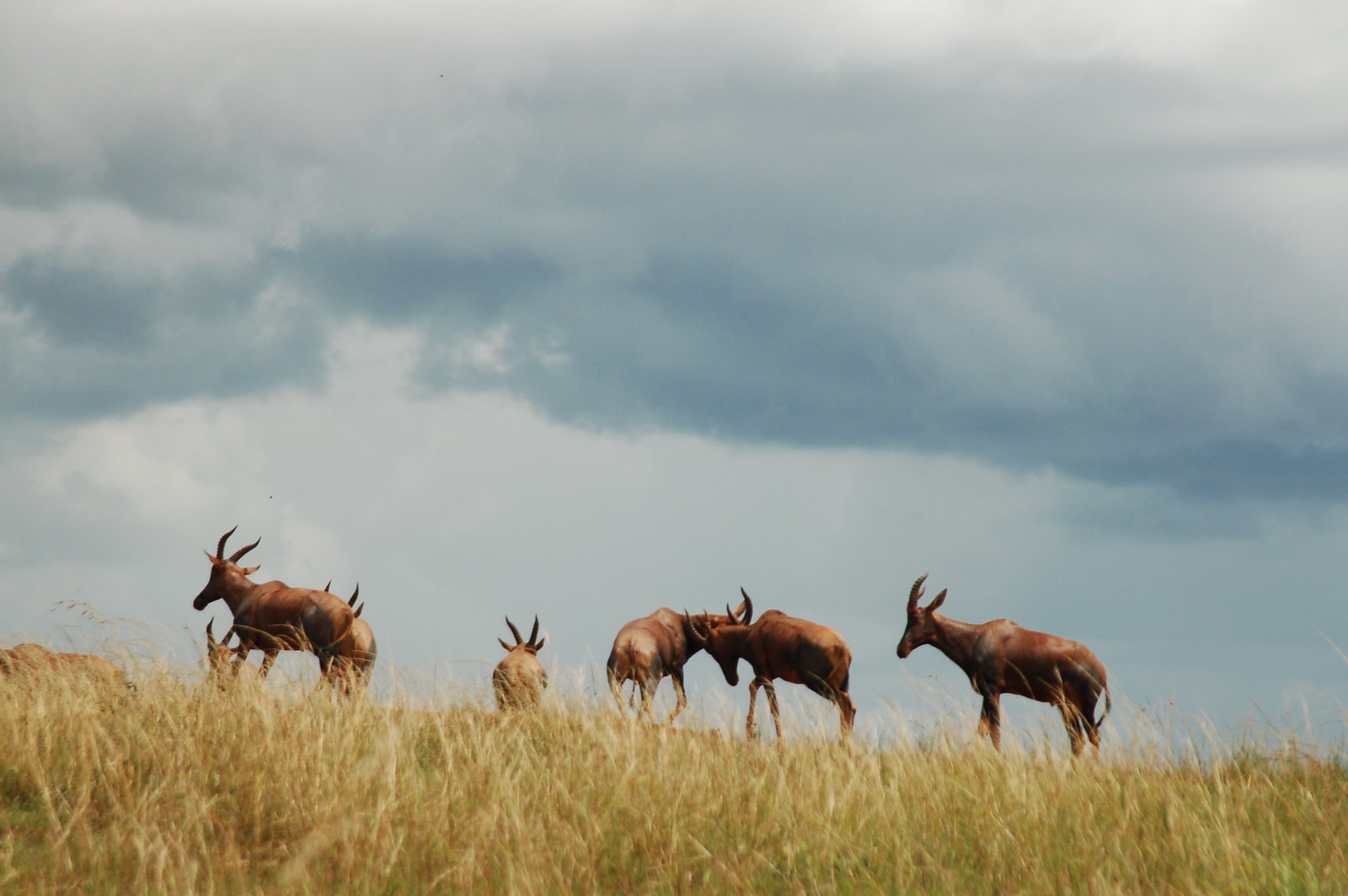 2656162324_869eb3ca13_h