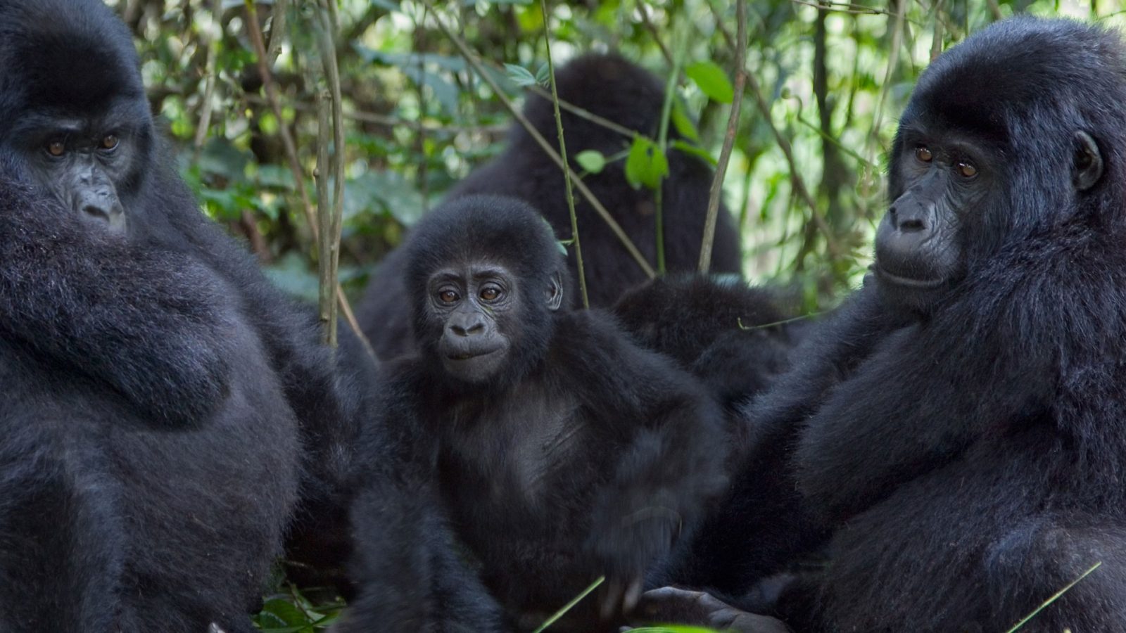 Gorilla-Trekking-In-Uganda