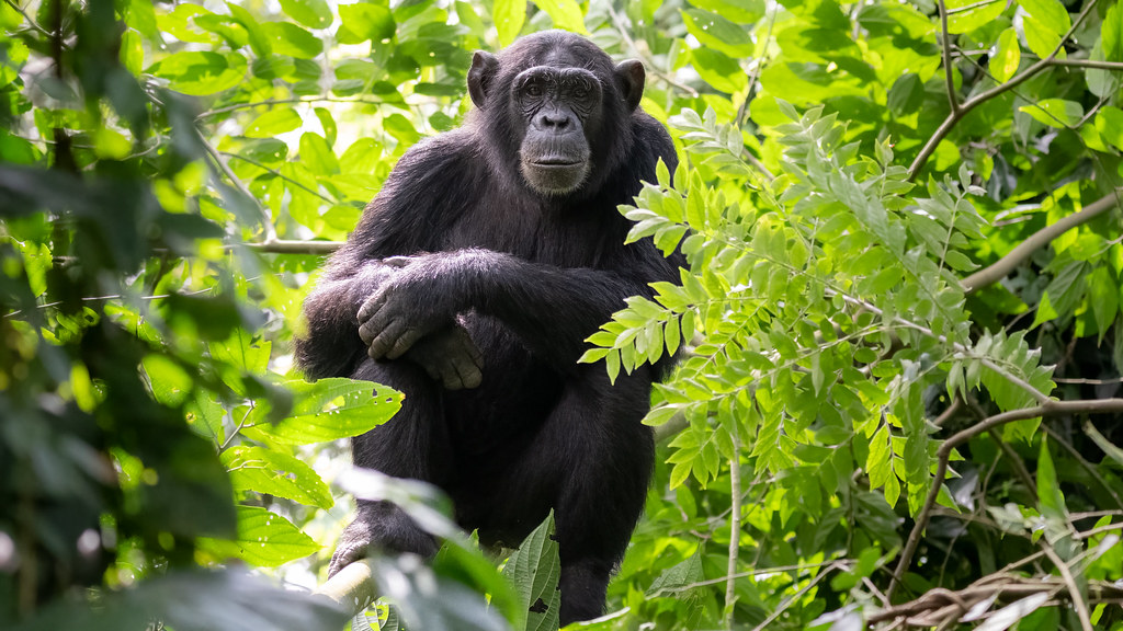 Kibale National Park8