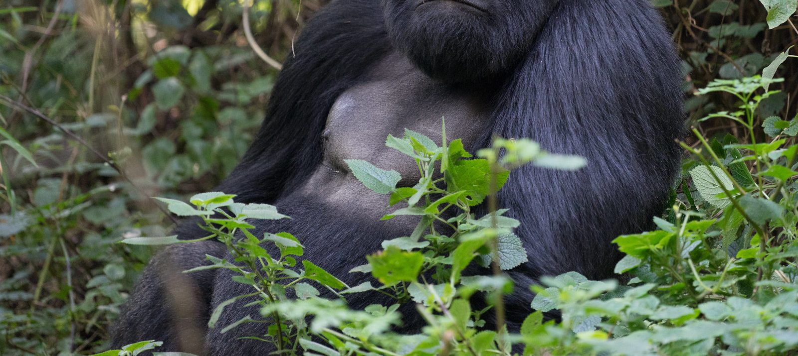 Mgahinga Gorilla National Park2