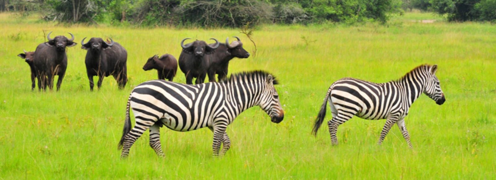 Zebra and buffalo on a Uganda wildlife safari