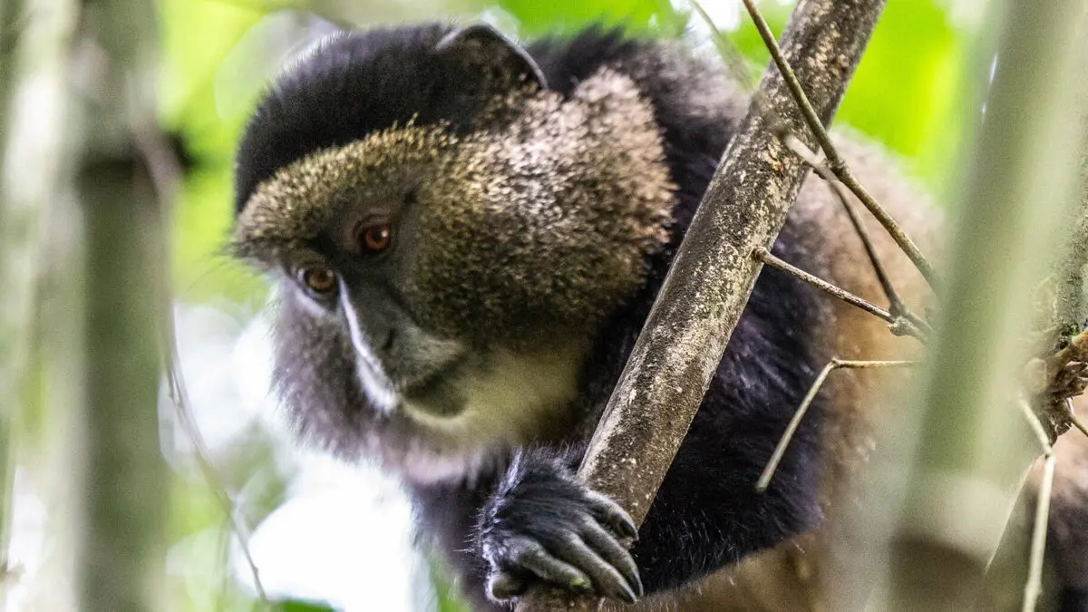 golden-monkey-mgahinga-national-park1-1200×675