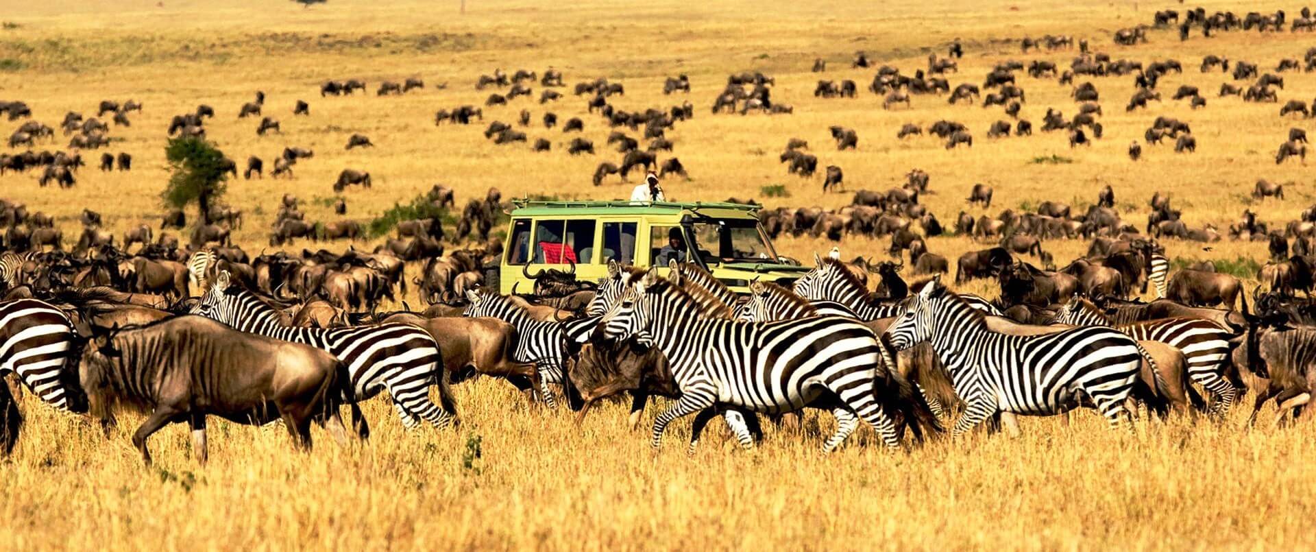 Safari vehicle among migrating wildebeest and zebra in the Serengeti