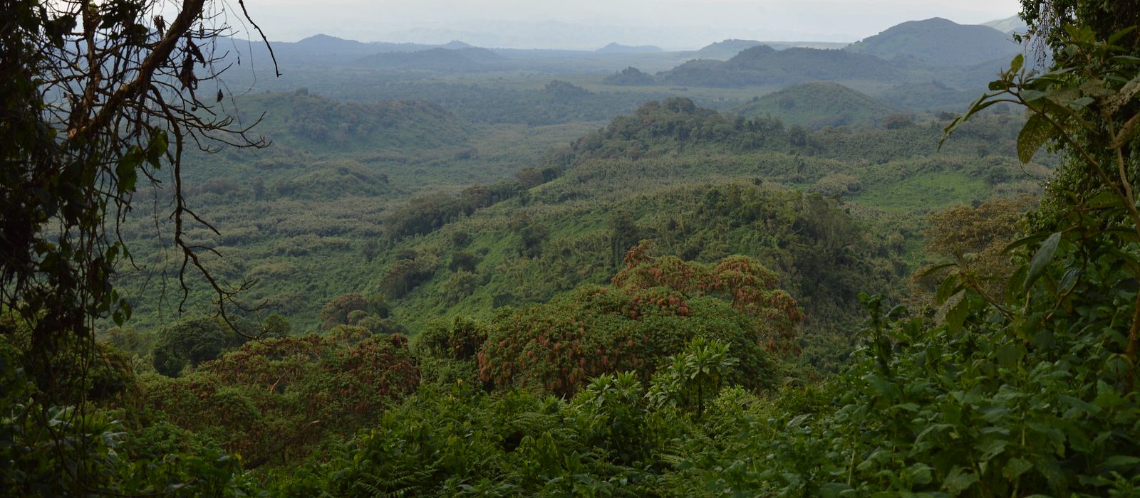 virunga1