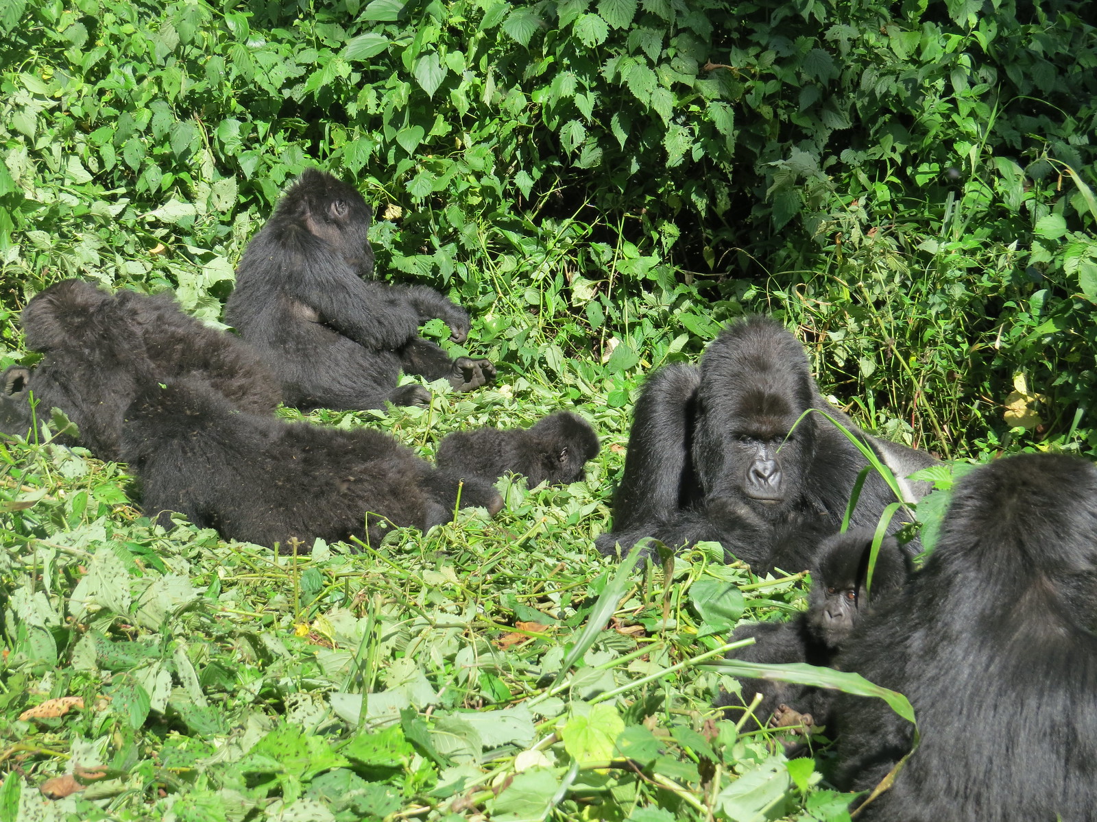 virunga2
