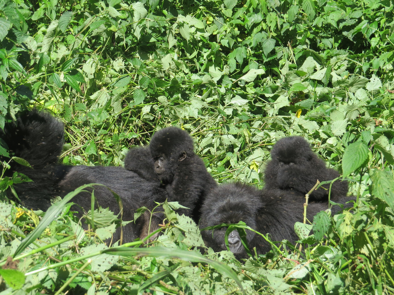 virunga3