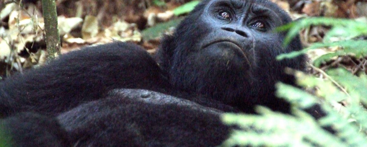 gorilla trekking permits in Uganda remain competitively priced at US $800 for international visitors, with discounted rates for East African residents and subsidized permits for Ugandan citizens.