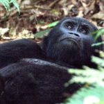 gorilla trekking permits in Uganda remain competitively priced at US $800 for international visitors, with discounted rates for East African residents and subsidized permits for Ugandan citizens.