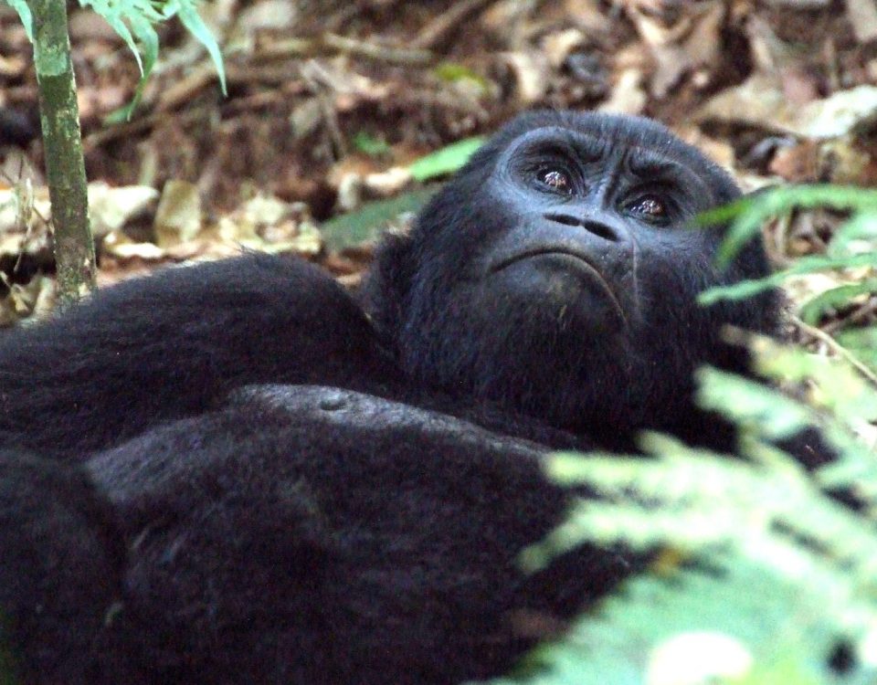 gorilla trekking permits in Uganda remain competitively priced at US $800 for international visitors, with discounted rates for East African residents and subsidized permits for Ugandan citizens.