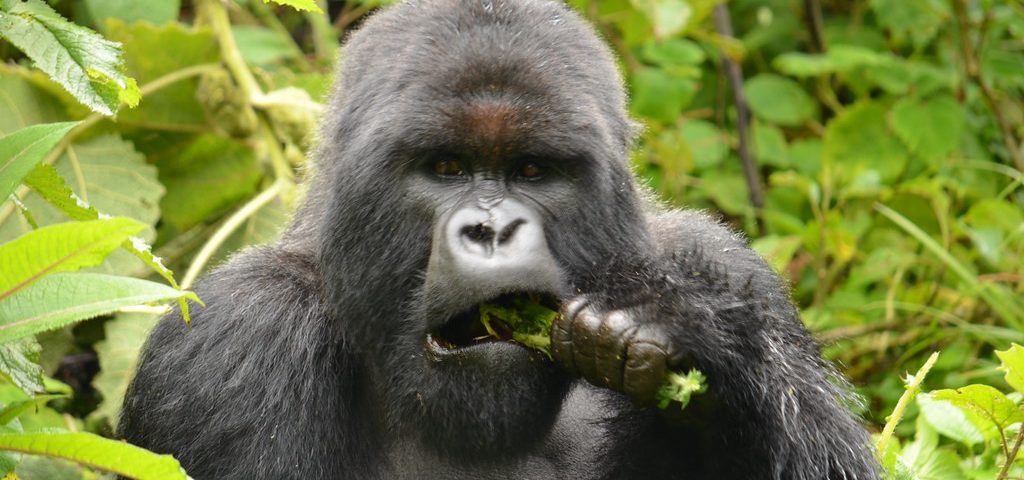 RWANDA VS UGANDA GORILLA TREKKING