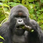 RWANDA VS UGANDA GORILLA TREKKING