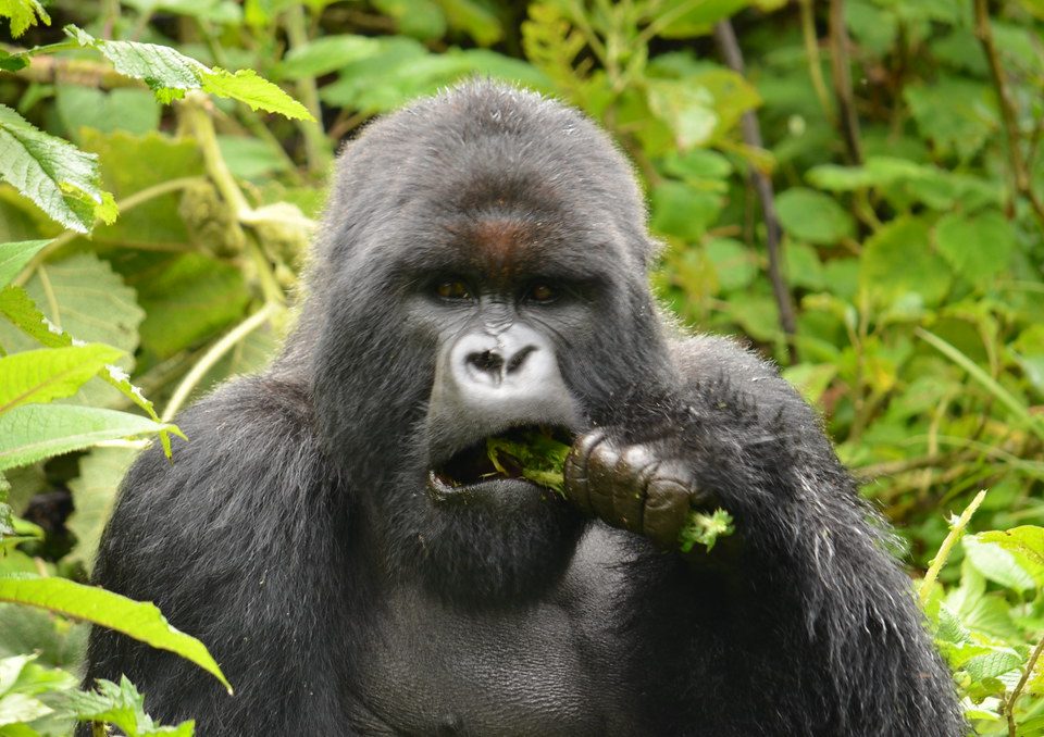 RWANDA VS UGANDA GORILLA TREKKING
