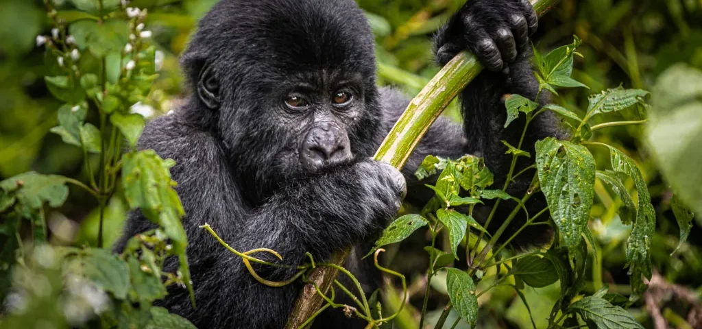 BEST TIME OF YEAR TO GO GORILLA TREKKING IN UGANDA