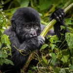 BEST TIME OF YEAR TO GO GORILLA TREKKING IN UGANDA
