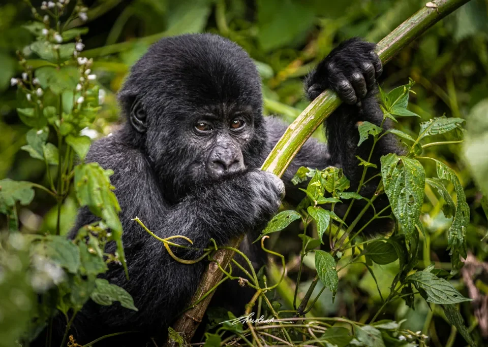 BEST TIME OF YEAR TO GO GORILLA TREKKING IN UGANDA