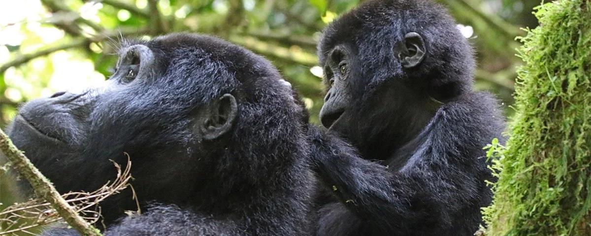 offer unforgettable encounters with mountain gorillas. The difference lies not in the quality of the experience, but in how that experience feels.