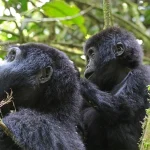 offer unforgettable encounters with mountain gorillas. The difference lies not in the quality of the experience, but in how that experience feels.