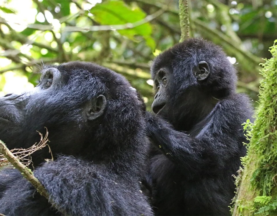 offer unforgettable encounters with mountain gorillas. The difference lies not in the quality of the experience, but in how that experience feels.