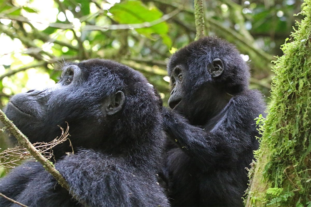 offer unforgettable encounters with mountain gorillas. The difference lies not in the quality of the experience, but in how that experience feels.